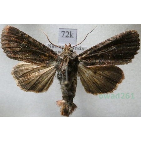 Apamea aquila Donzel, 1837 Holand72k